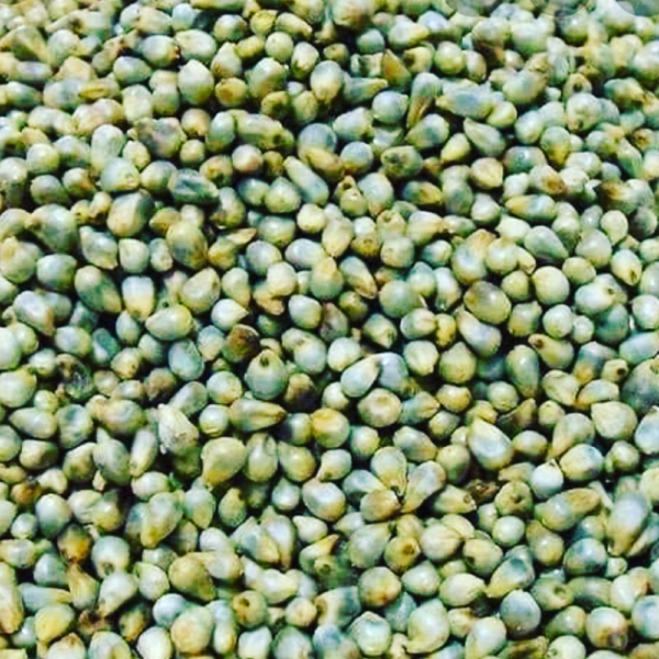 Green Millet