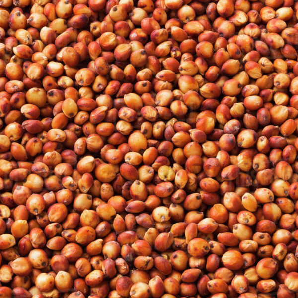 Red Sorghum