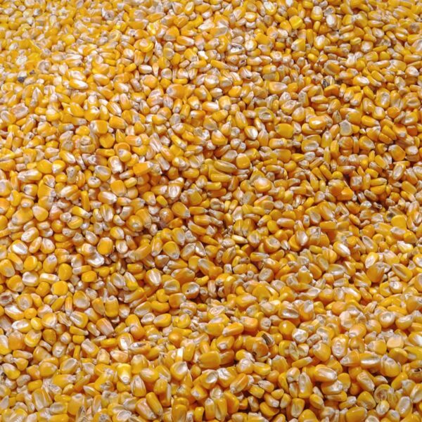 Maize