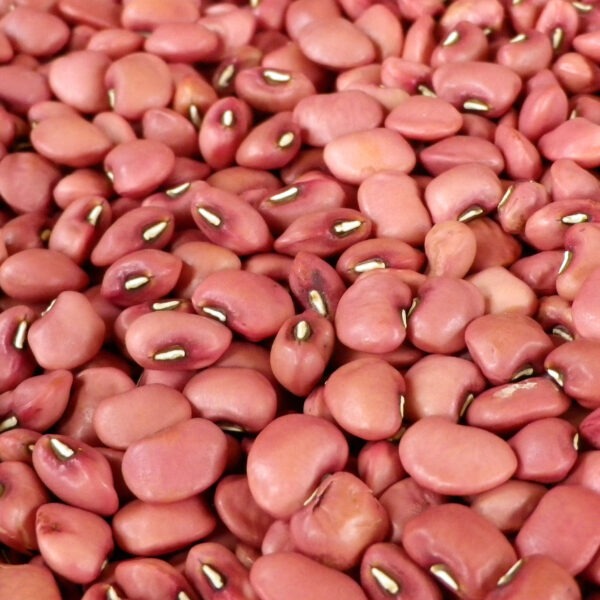 Red Cowpeas