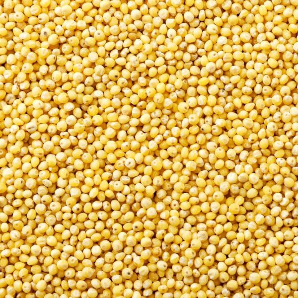 Yellow Millet